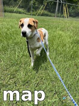 map -  Pit Bull Terrier Dog for Adoption in Rocky Mount, North Carolina - Map | PetCurious