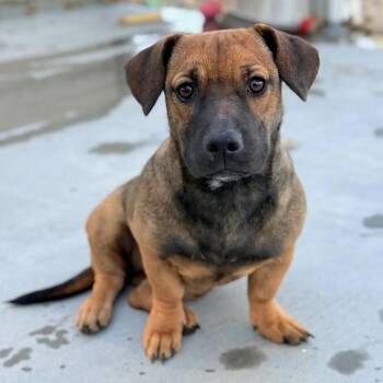Ripley -  Basset Hound and Chihuahua Dog for Adoption in Mountain Center, California - Ripley | PetCurious
