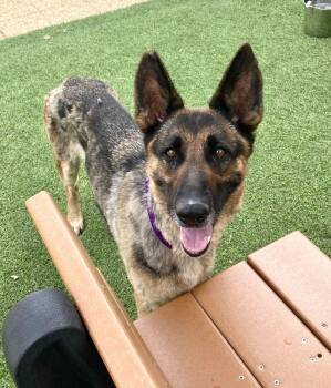Zoey -  Mixed Breed Dog for Adoption in Alexandria, Virginia - Zoey | PetCurious