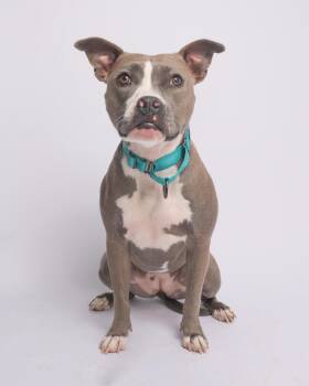 Rescue American Staffordshire Terrier and Pit Bull Terrier Dogs for Adoption in Eugene, Oregon - Roo | PetCurious