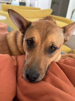 Mixed Breed Dogs Available for Adoption in Fort Collins, Colorado - Aeris | PetCurious