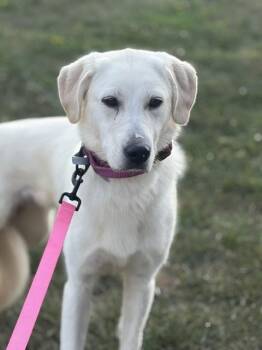 Josie -  Yellow Labrador Retriever and Golden Retriever Dog for Adoption in Towanda, Pennsylvania - Josie | PetCurious