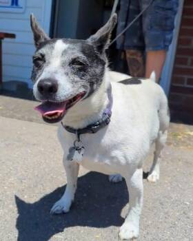 Ginger -  Terrier Dog for Adoption in New Windsor, New York - Ginger | PetCurious