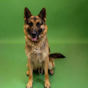 German Shepherd Dog Dogs Available for Adoption in Lawrenceville, Georgia - Pen 148 Bink | PetCurious