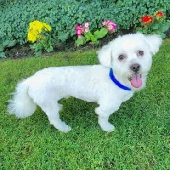 Lhasa Apso and Maltese Dogs Available for Adoption - OGGIE | PetCurious