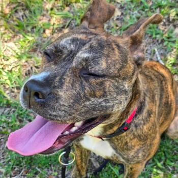 Mixed Breed Dogs Available for Adoption in Titusville, Florida - Ashley | PetCurious