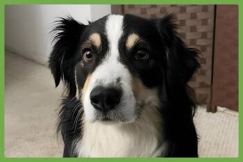 Australian Shepherd Dogs Available for Adoption in Amherst, Massachusetts - Sasha | PetCurious