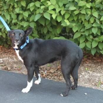 Taylor -  Mixed Breed Dog for Adoption in Elk Grove Village, Illinois - Taylor | PetCurious