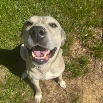 Husky and Mixed Breed Dogs Available for Adoption in Morton Grove, Illinois - Priscilla | PetCurious