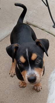Rescue Labrador Retriever Dogs for Adoption in Colleyville, Texas - Crew | PetCurious