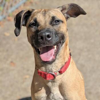 Rescue Labrador Retriever Dogs for Adoption in Charlottesville, Virginia - Chocolate Covered Strawberry | PetCurious