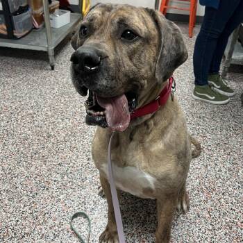 Gatsby -  Mastiff Dog for Adoption in Salt Lake City, Utah - Gatsby | PetCurious