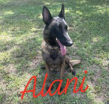 Alani -  Belgian Shepherd Malinois Dog for Adoption in Rome, Georgia - Alani | PetCurious