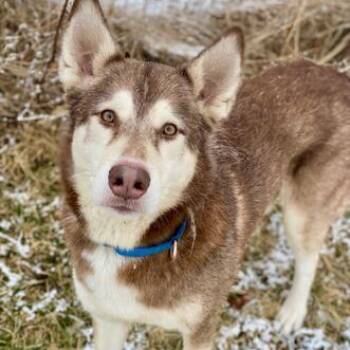 Brownie -  Mixed Breed Dog for Adoption in Davenport, Iowa - Brownie | PetCurious
