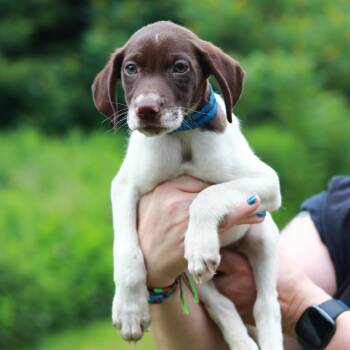 CT Mexican Pizza -  Pointer and Mixed Breed Dog for Adoption in Eastford, Connecticut - CT Mexican Pizza | PetCurious