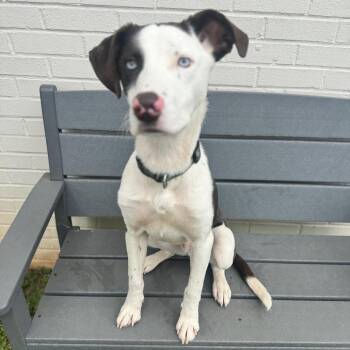 Nelson -  Mixed Breed Dog for Adoption in Brownsboro, Alabama - Nelson | PetCurious