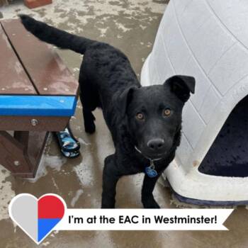 Black Labrador Retriever and Mixed Breed Dogs Available for Adoption - Pacino | PetCurious