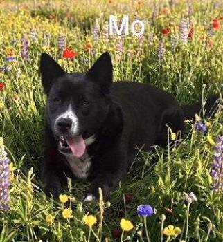 Shepherd and Labrador Retriever Dogs Available for Adoption in South Kingstown, Rhode Island - Mo | PetCurious
