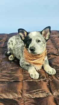 Cowpoke -  Australian Cattle Dog Blue Heeler and Cattle Dog Dog for Adoption in Phoenix, Arizona - Cowpoke | PetCurious