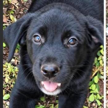Nash -  Mixed Breed and Black Labrador Retriever Dog for Adoption in Rockville, Maryland - Nash | PetCurious