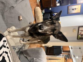 Rescue German Shepherd Dog Dogs for Adoption - Dakota | PetCurious