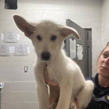 Indi -  Terrier and Mixed Breed Dog for Adoption in Clanton, Alabama - Indi | PetCurious
