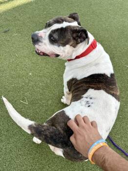 Kimber -  Mixed Breed Dog for Adoption in Wichita, Kansas - Kimber | PetCurious