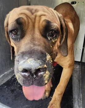 A817041 -  Mastiff Dog for Adoption in San Antonio, Texas - A817041 | PetCurious