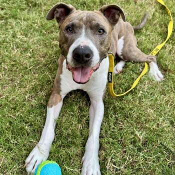 Rescue Pit Bull Terrier Dogs for Adoption in Lucas, Texas - Roy | PetCurious