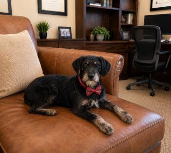 Labrador Retriever and Poodle Dogs Available for Adoption in Mount Laurel Township, New Jersey - Niko, Minature Doodle | PetCurious