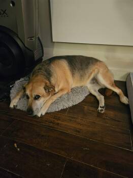 Shelby -  German Shepherd Dog Dog for Adoption in Pointe-claire, Quebec - Shelby | PetCurious