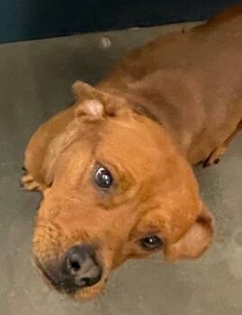 Rescue Mixed Breed Dogs for Adoption in Henderson, North Carolina - Landing | PetCurious