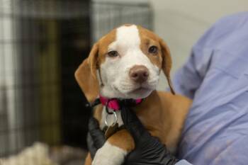 Phoebe -  Corgi and Pit Bull Terrier Dog for Adoption in Mountain Home, Arkansas - Phoebe | PetCurious
