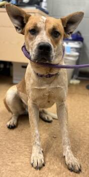 Rescue Cattle Dog and Mixed Breed Dogs for Adoption in Madera, California - Anne Lee | PetCurious