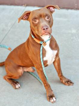 Mixed Breed Dogs Available for Adoption in Chamblee, Georgia - Mills - IN FOSTER | PetCurious