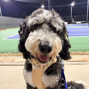 Bernese Mountain Dog and Poodle Dogs Available for Adoption - Hiccup 22378 | PetCurious