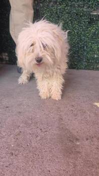 61146152 -  Maltese and Mixed Breed Dog for Adoption in El Paso, Texas - 61146152 | PetCurious