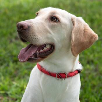 Tita -  Yellow Labrador Retriever and Mixed Breed Dog for Adoption in Miami, Florida - Tita | PetCurious