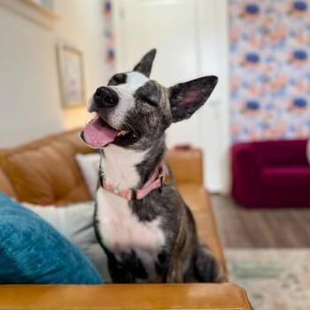 Nira K Pop Homebody -  Husky and Cattle Dog Dog for Adoption in Friendswood, Texas - Nira K Pop Homebody | PetCurious