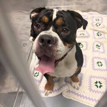 Ajani -  Mixed Breed Dog for Adoption in Davenport, Iowa - Ajani | PetCurious
