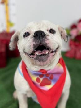 Bulldog and Mixed Breed Dogs Available for Adoption - Welma | PetCurious