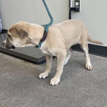 107814 -  Mixed Breed Dog for Adoption in Las Cruces, New Mexico - 107814 | PetCurious