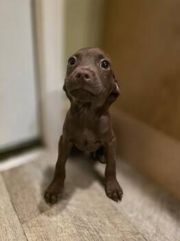 Buzz -  Terrier Dog for Adoption in New London, Wisconsin - Buzz | PetCurious