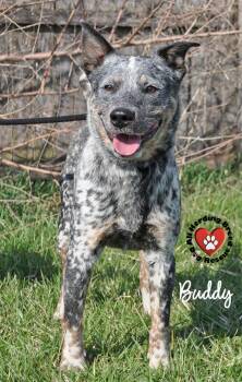 Cattle Dog Dogs Available for Adoption - Buddy | PetCurious