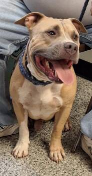 Duke -  American Staffordshire Terrier Dog for Adoption in Stanton, Kentucky - Duke | PetCurious