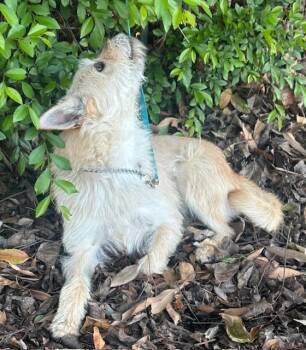 Cairn Terrier Dogs Available for Adoption - BRENDA | PetCurious