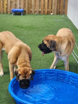 Mastiff Dogs Available for Adoption in Council Bluffs, Iowa - Tabitha | PetCurious