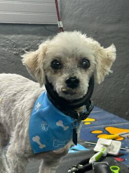 Carleton "Mellow Fellow!" -  Poodle and Bichon Frise Dog for Adoption - Carleton "Mellow Fellow!" | PetCurious
