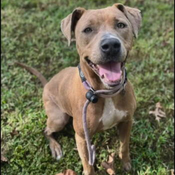 Rescue Pit Bull Terrier and American Staffordshire Terrier Dogs for Adoption in Baltimore, Maryland - Elena | PetCurious