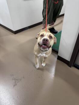 Pit Bull Terrier Dogs Available for Adoption in Springfield, Tennessee - Axel | PetCurious